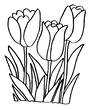 Laminas para colorear dibujos de primavera flores tulipanes
